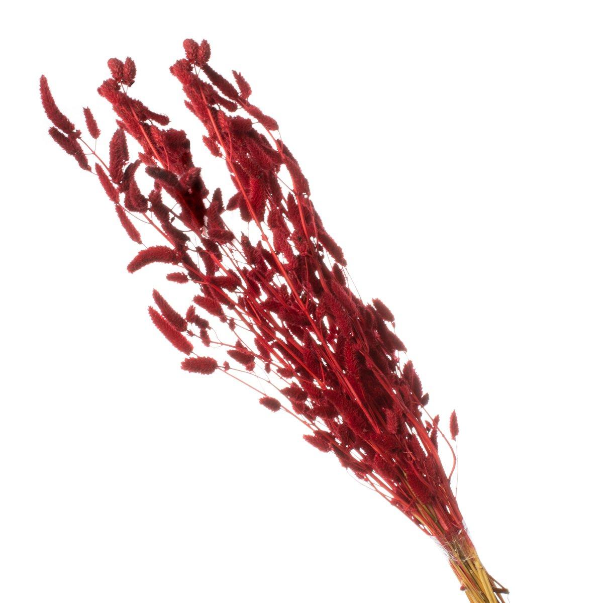 Rabo de Coelho Vermelho Desidratado