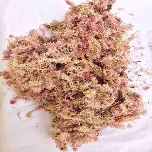 Planta Seca Musgo Rosa Verde cm