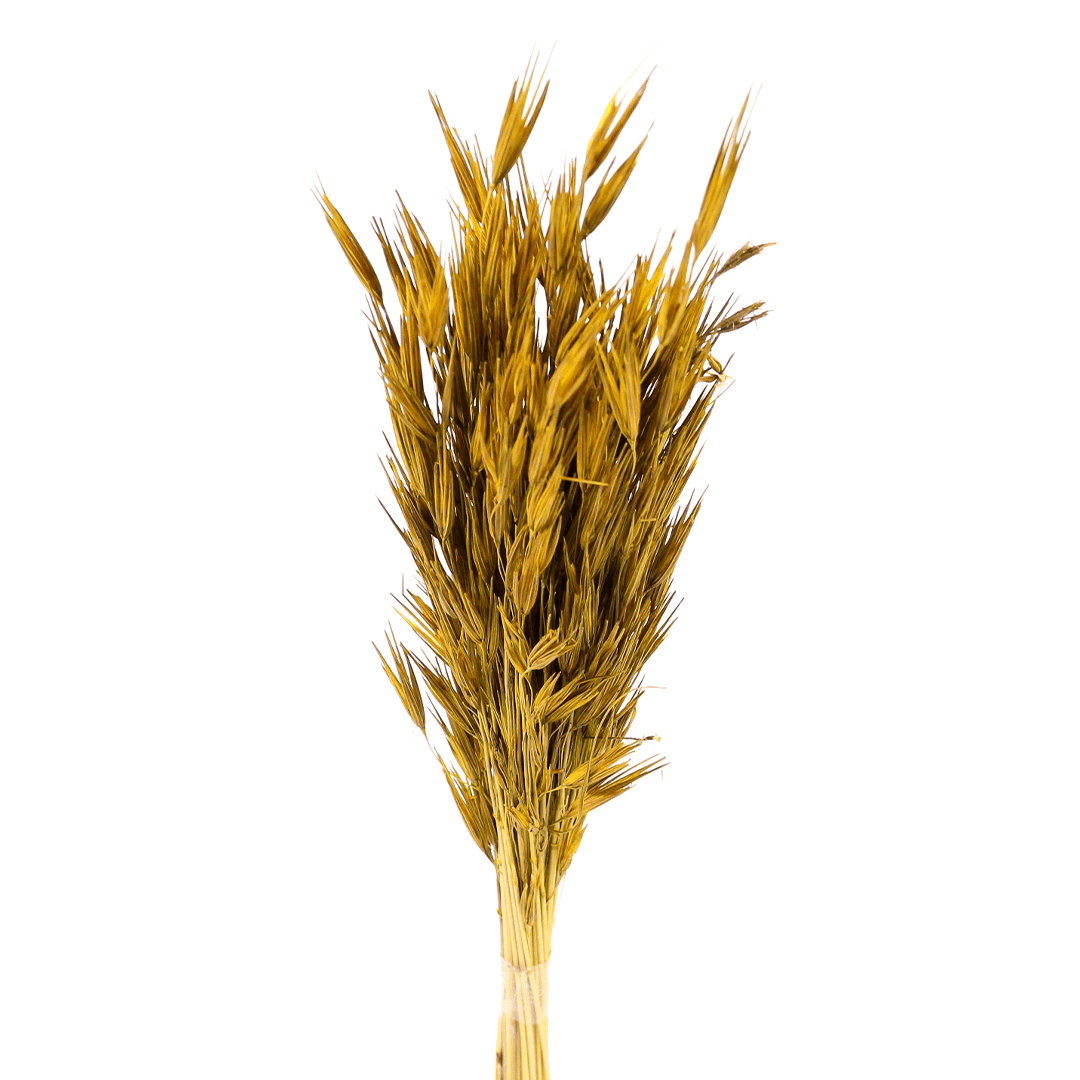 Planta Seca Trigão Amarelo 60cm