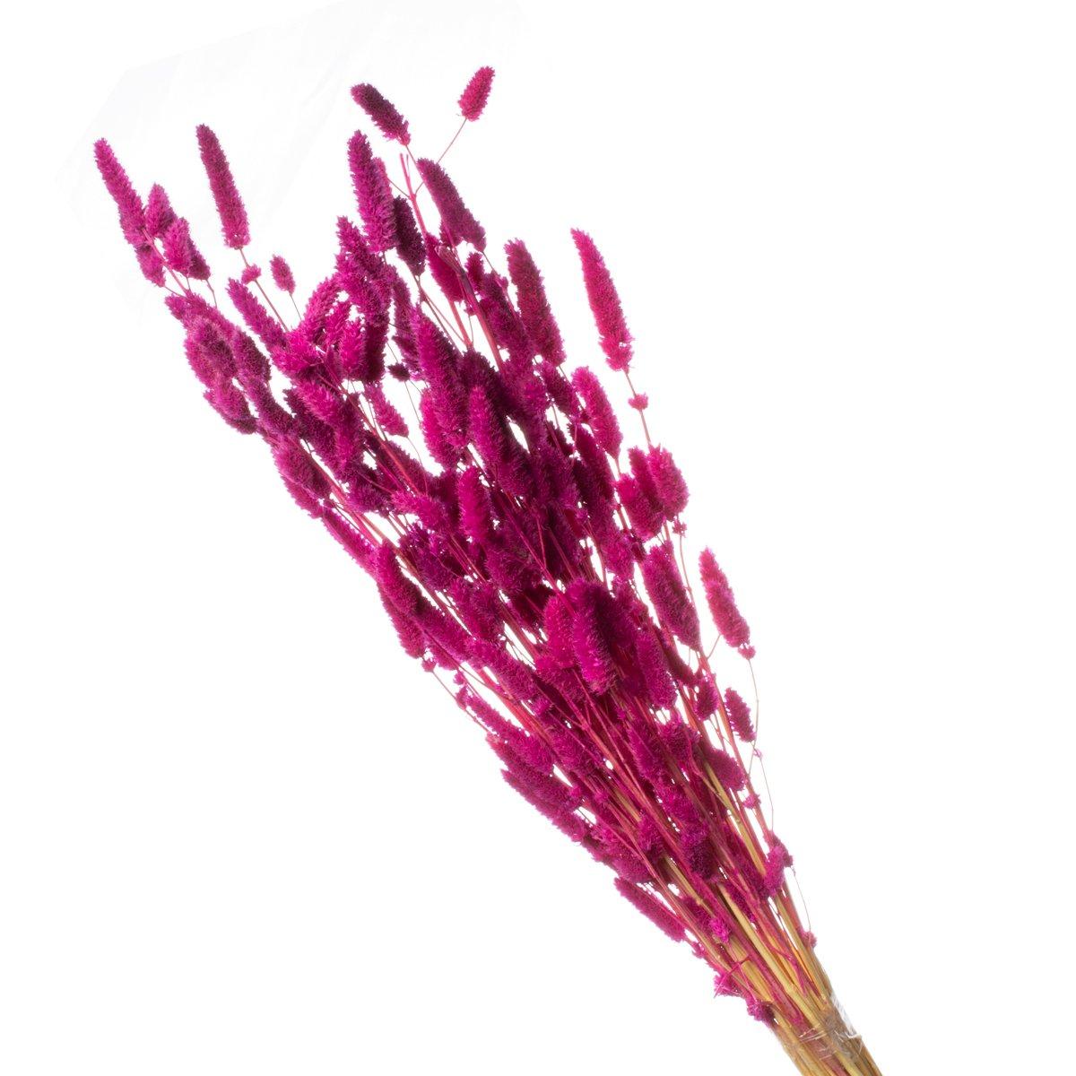 Rabo de Coelho Pink Desidratado