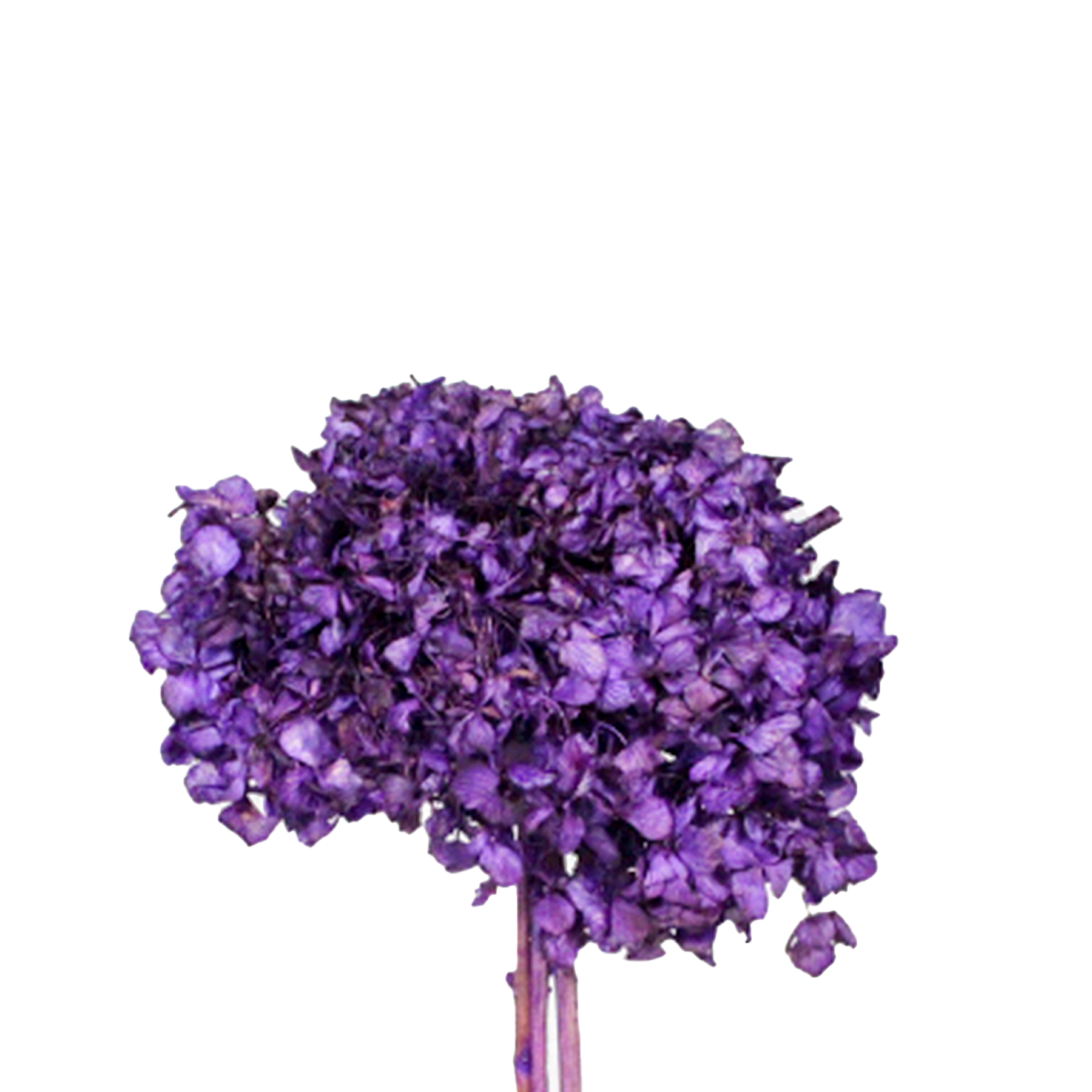 Hortência Roxa Desidratado