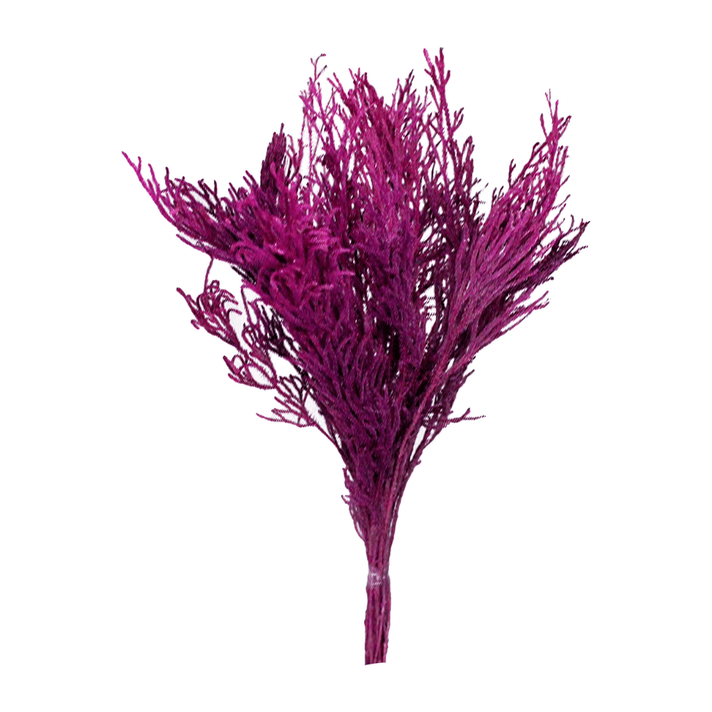 Pé de Sapo Pink Desidratado p/ Decoração