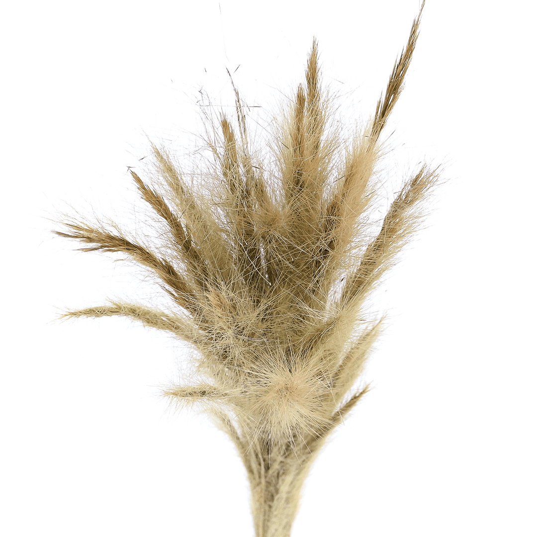 Planta Seca Rabo de Raposa Bege 50cm
