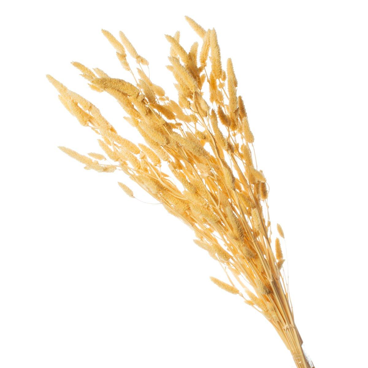 Rabo de Coelho Alvejado Desidratado