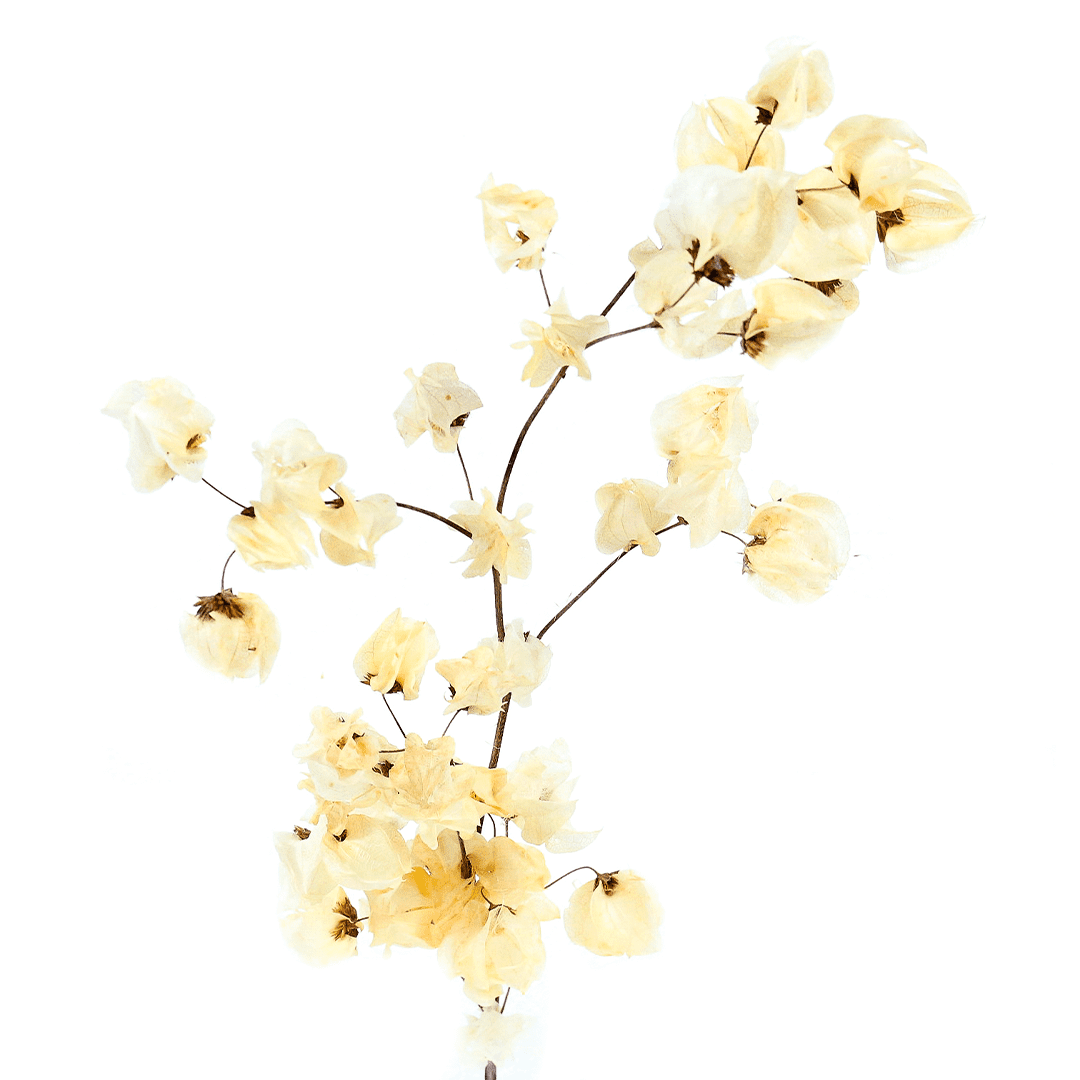 Planta Seca Bougainville Branco 40cm