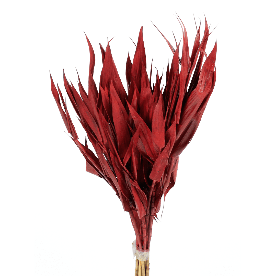 Planta Seca Capim Navalha Vermelho 55cm