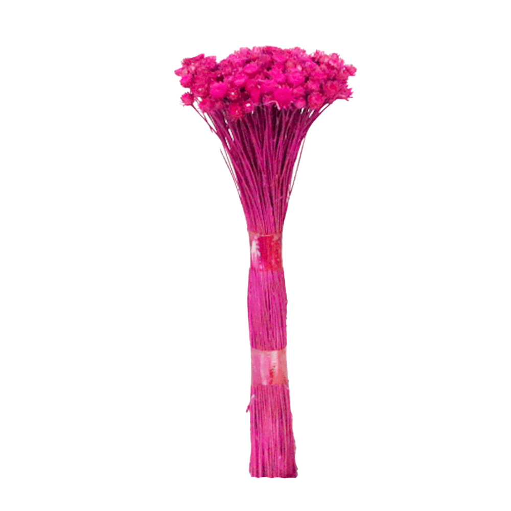 Plantas Seca Botão Margarida Desidratado Pink