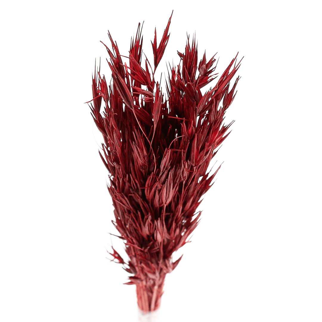 Planta Seca Trigão Vermelho 60cm