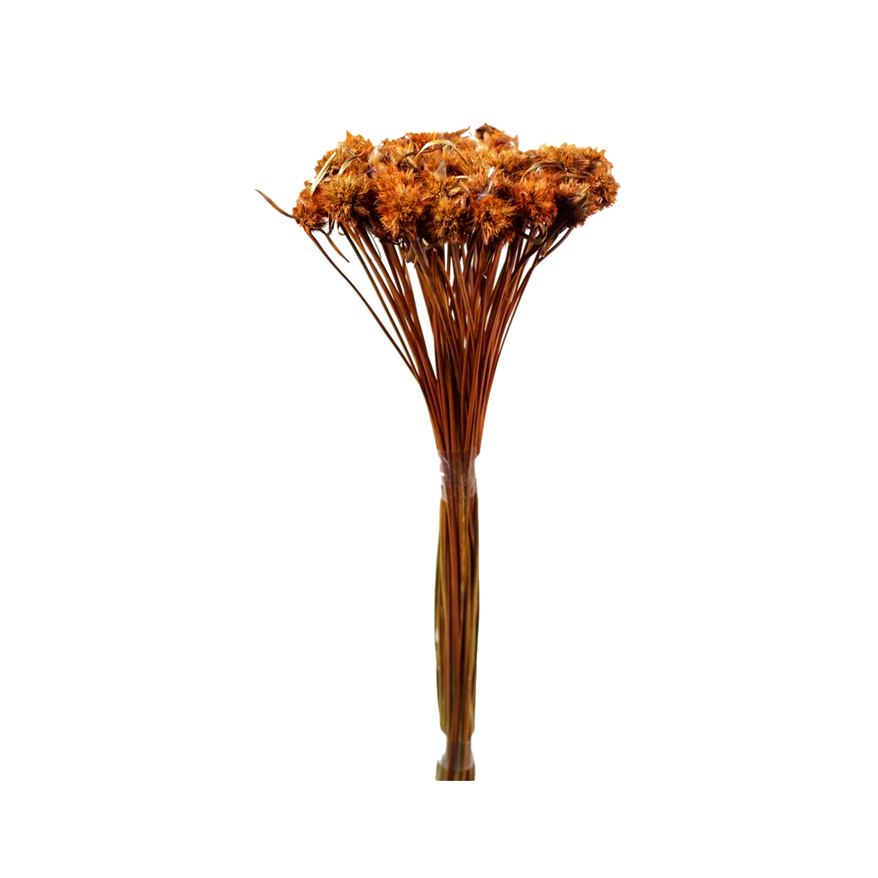 Cebolão Laranja Desidratado