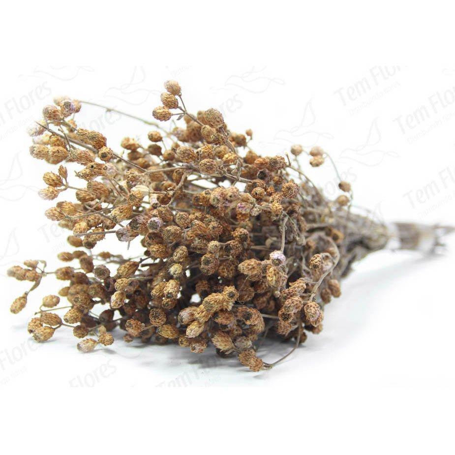 Capim Ramo Natural p/ Decoração