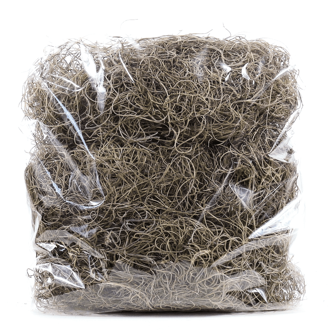 Planta Seca Musgo Barba Verde cm