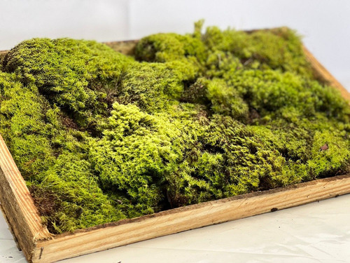 Fofao Musgo Verde Vivo na caixa para Terrariuns Kokedamas