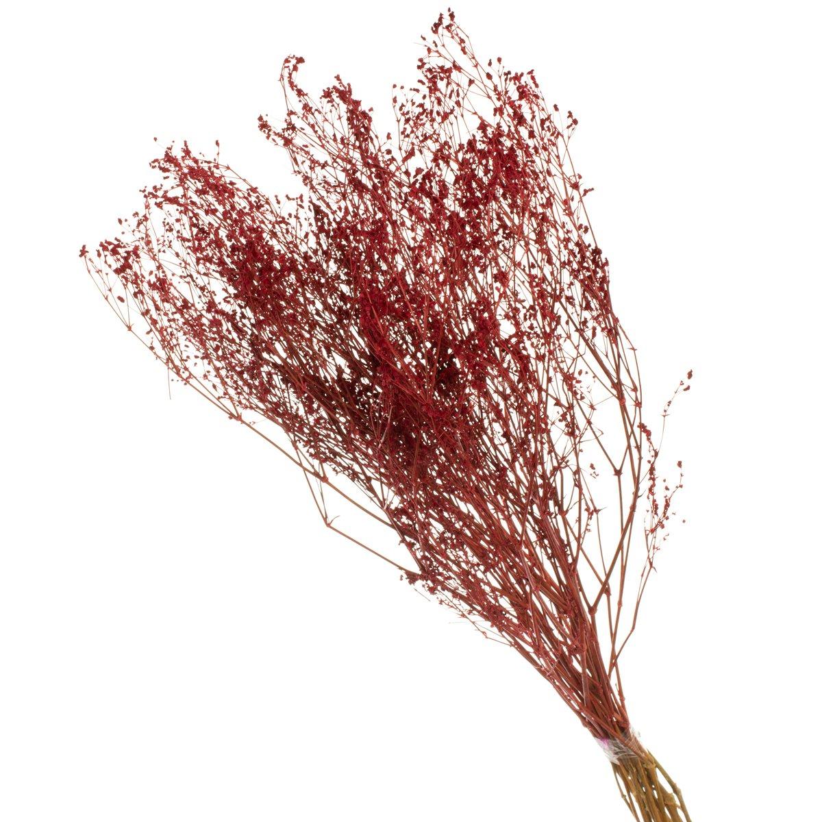 Gypsofila Vermelho Desidratado p/ Decoração