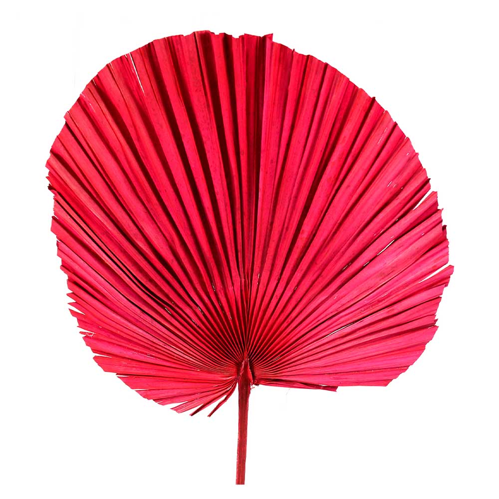 Planta Seca Latania Vermelha 70cm