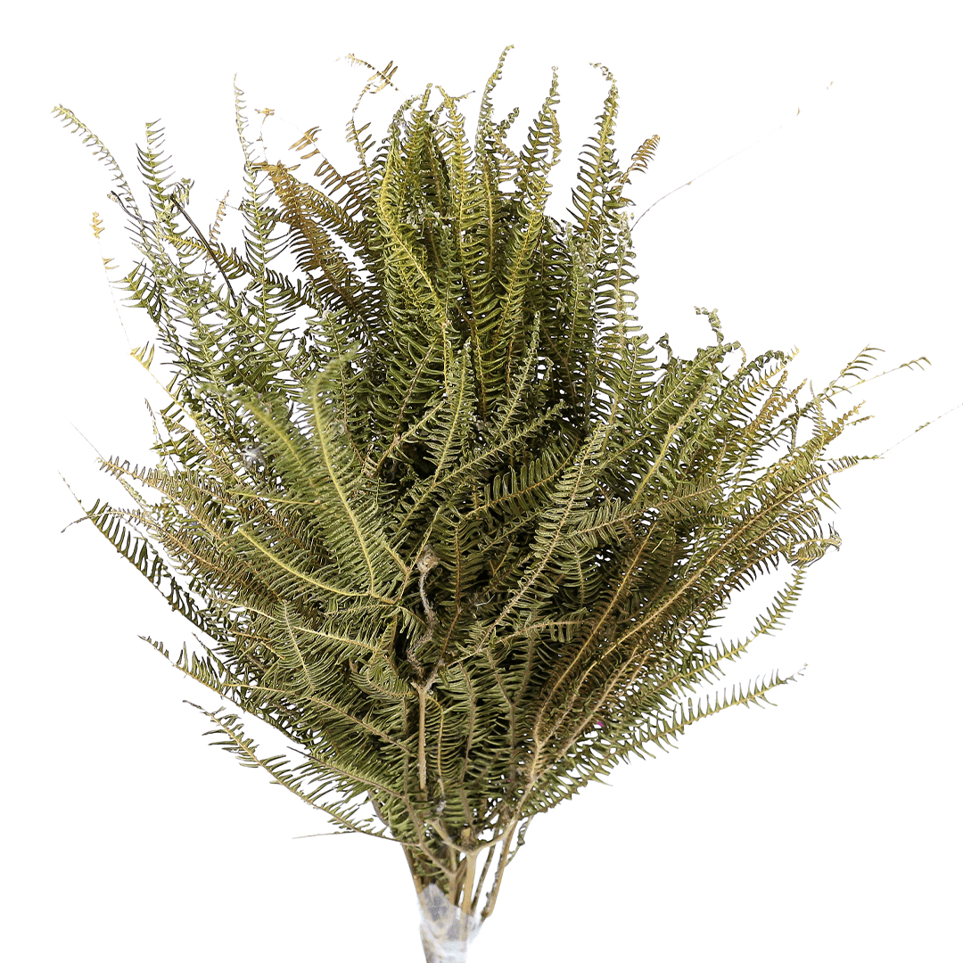 Planta Seca Samambaia Tres Andares Verde 50cm