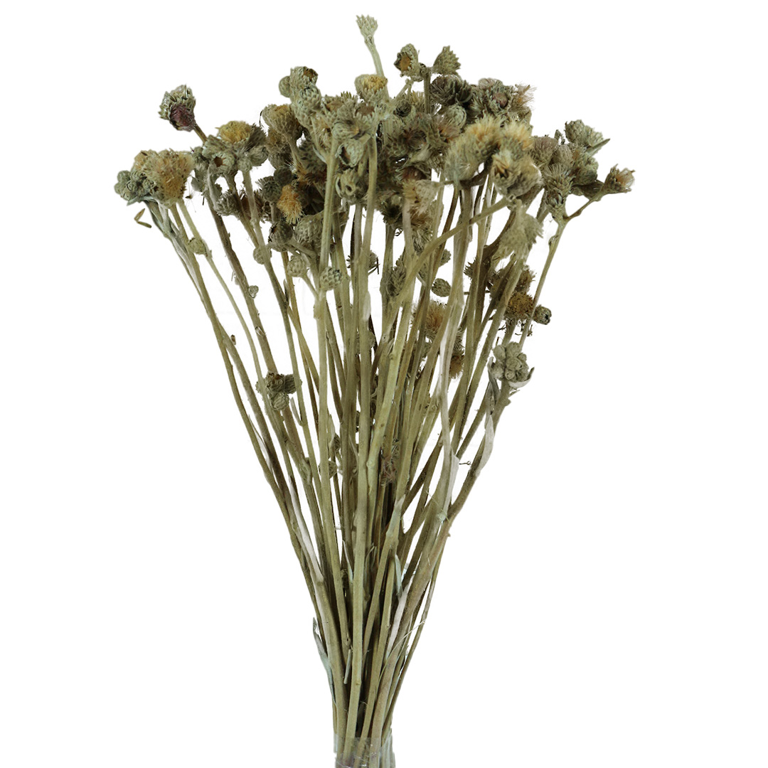 Planta Seca Capim Majestade Bege 50cm