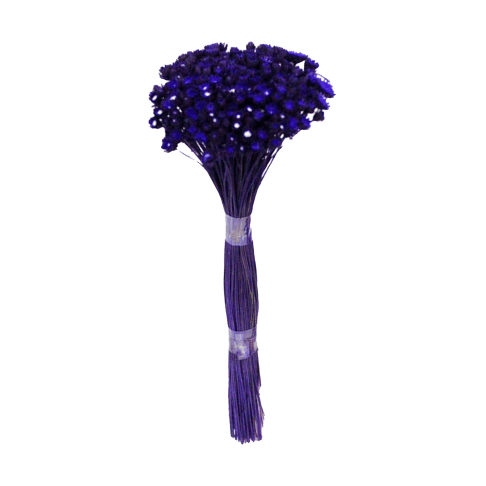Plantas Seca Botão Margarida Desidratado Roxo