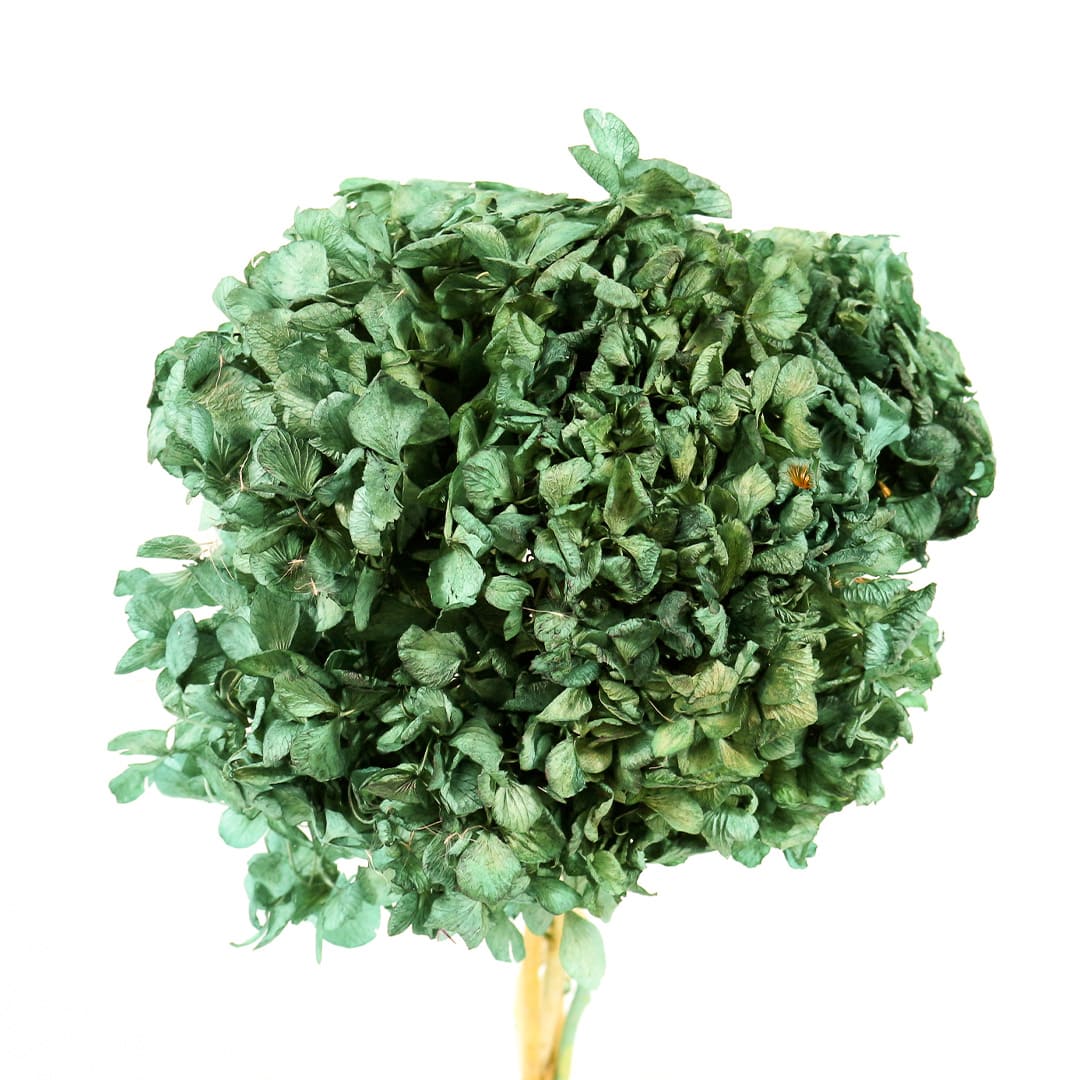 Hortência Verde Desidratado