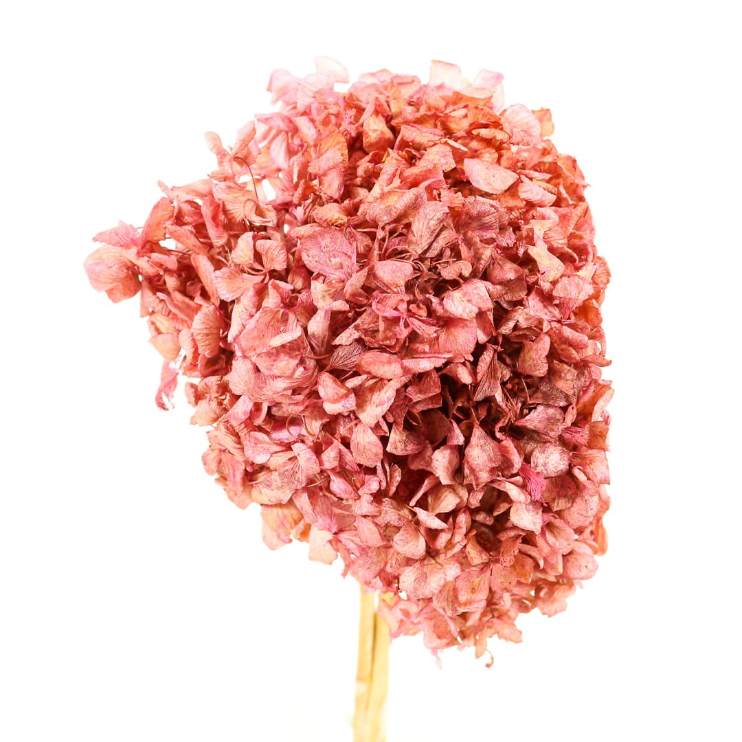 Hortência Rosa Desidratado