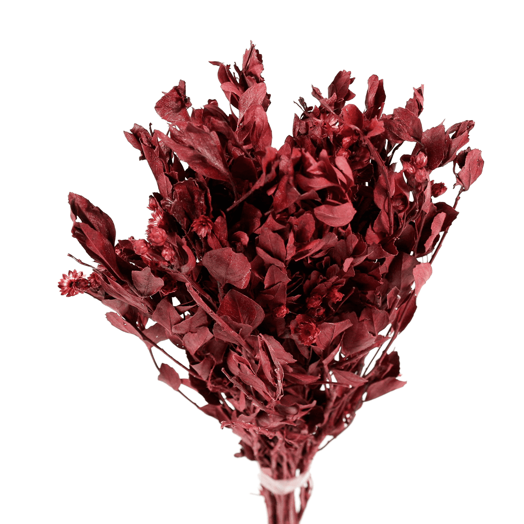 Planta Seca Alecrin Vermelho 50cm