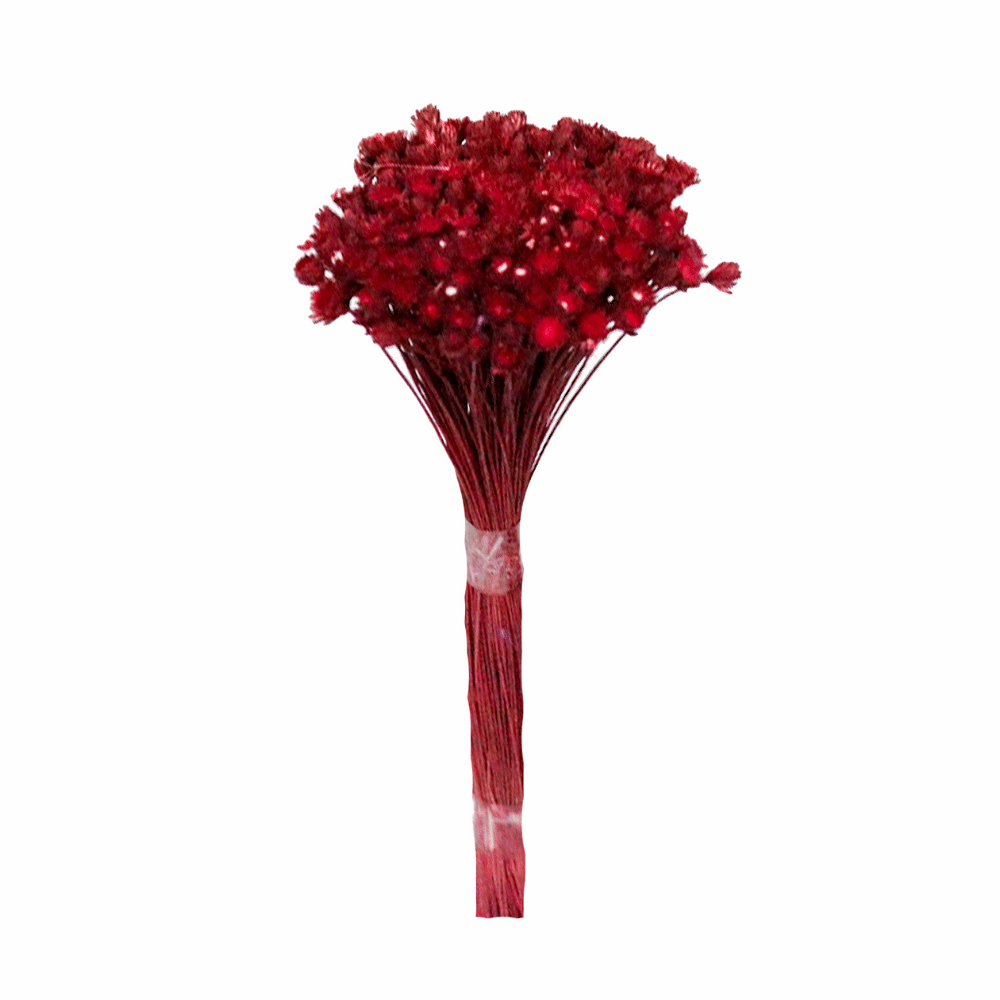 Plantas Seca Botão Margarida Desidratado Vermelho