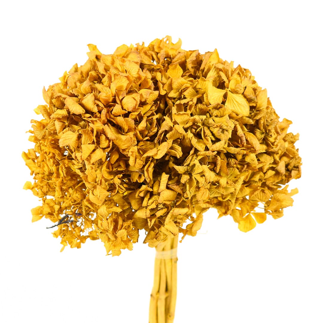 Hortência Amarela Desidratado