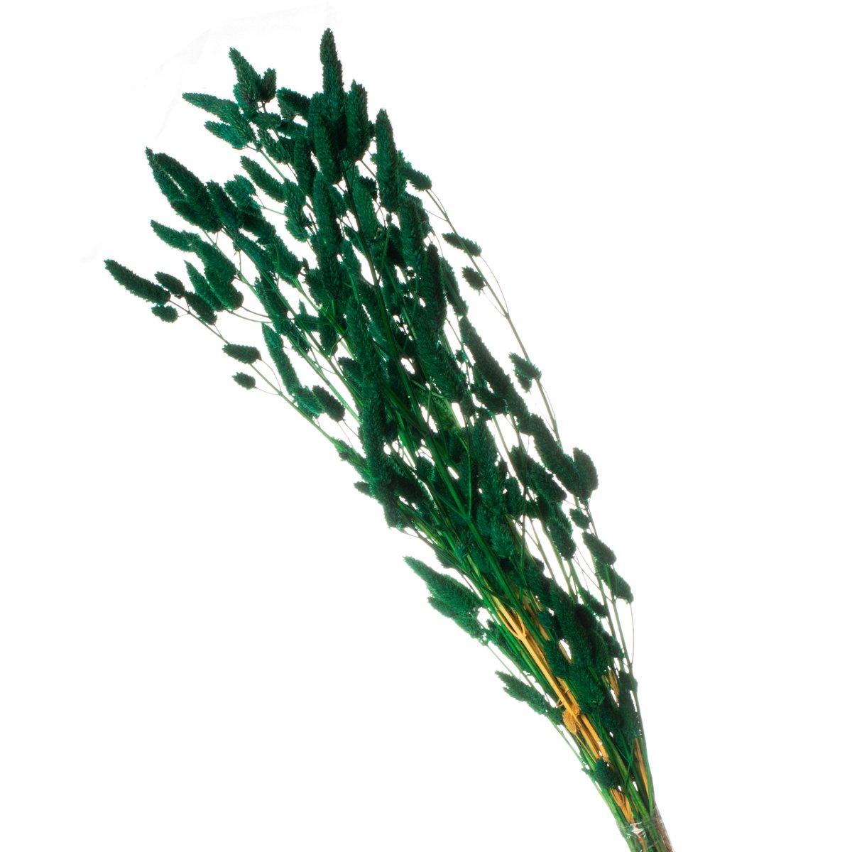 Rabo de Coelho Verde Desidratado