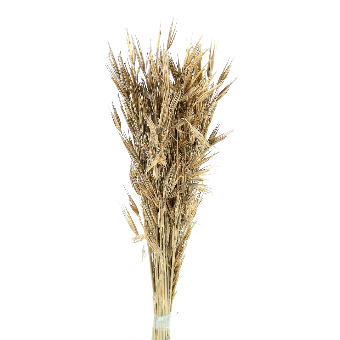 Capim Trigão Natural