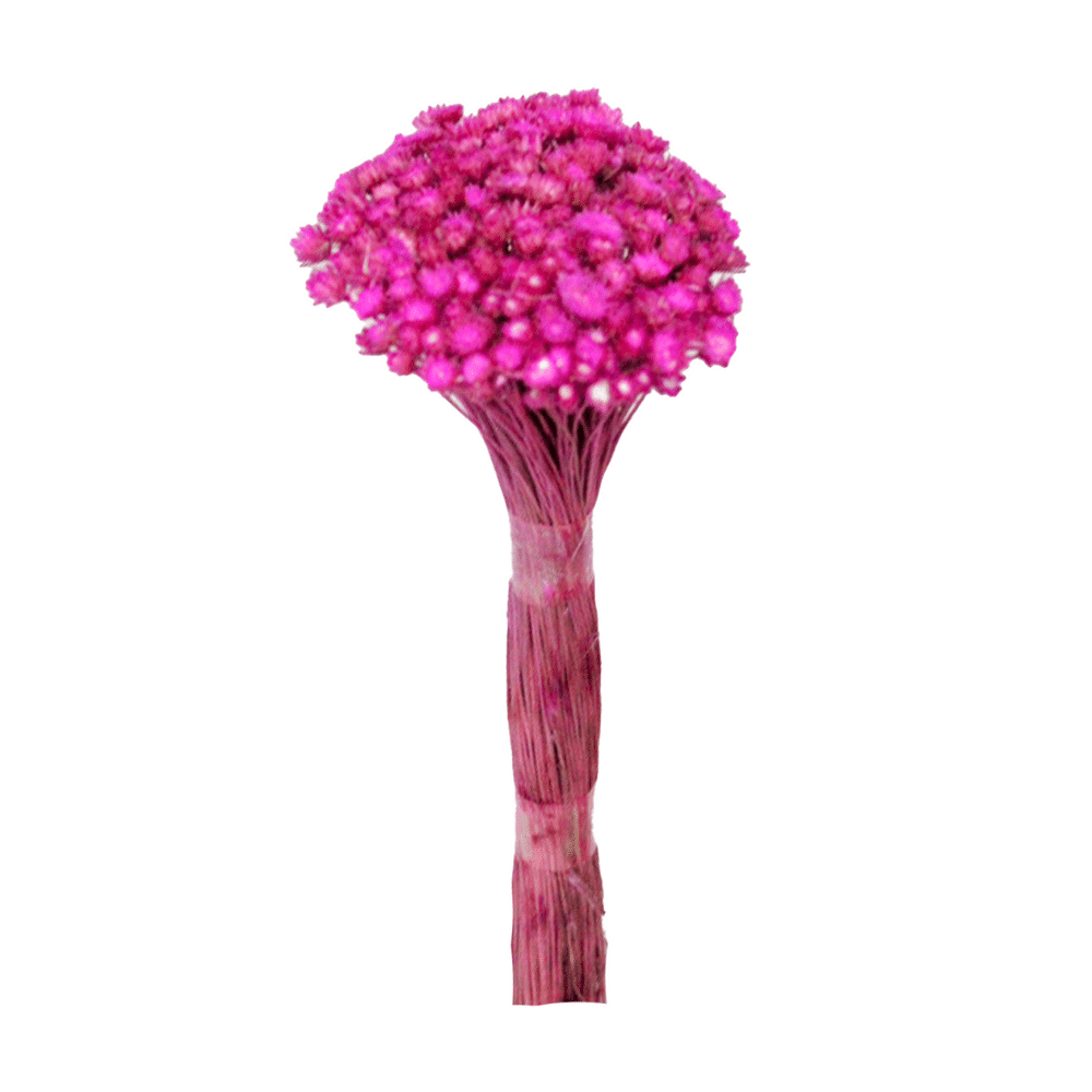 Plantas Seca Botão Margarida Desidratado Rosa