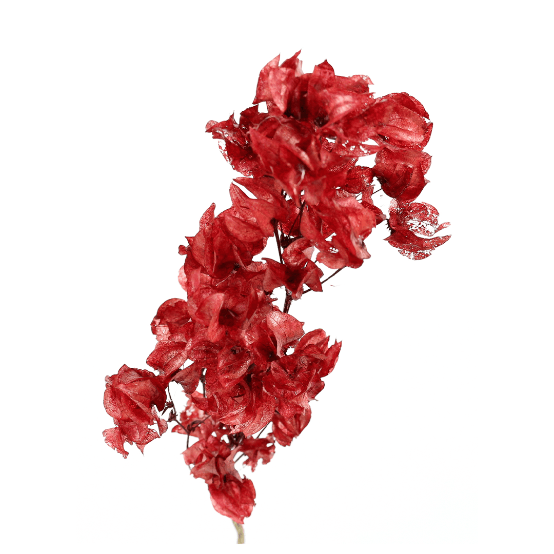 Bougainville Vermelho