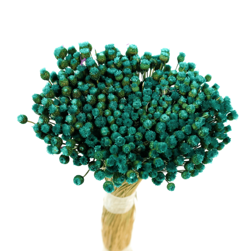 Planta Seca Botão Jazida Desidratado Verde