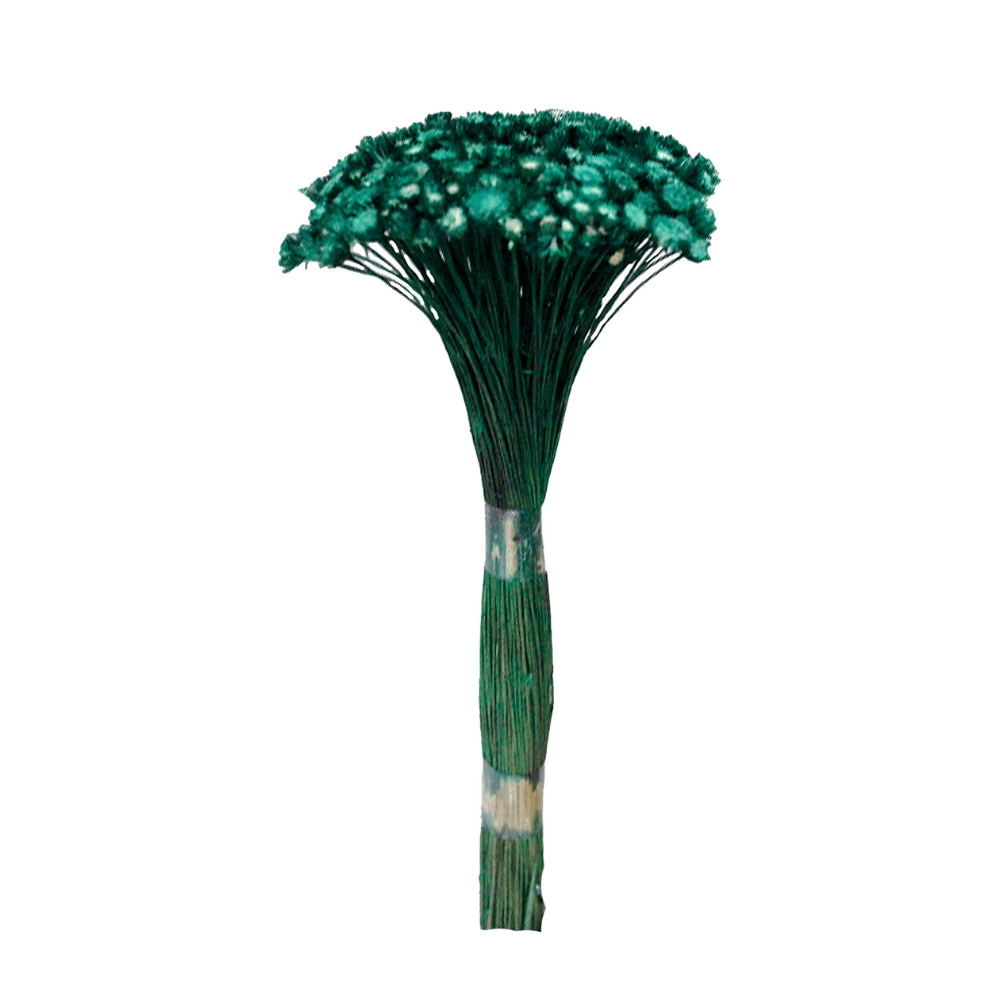 Plantas Seca Botão Margarida Desidratado Verde