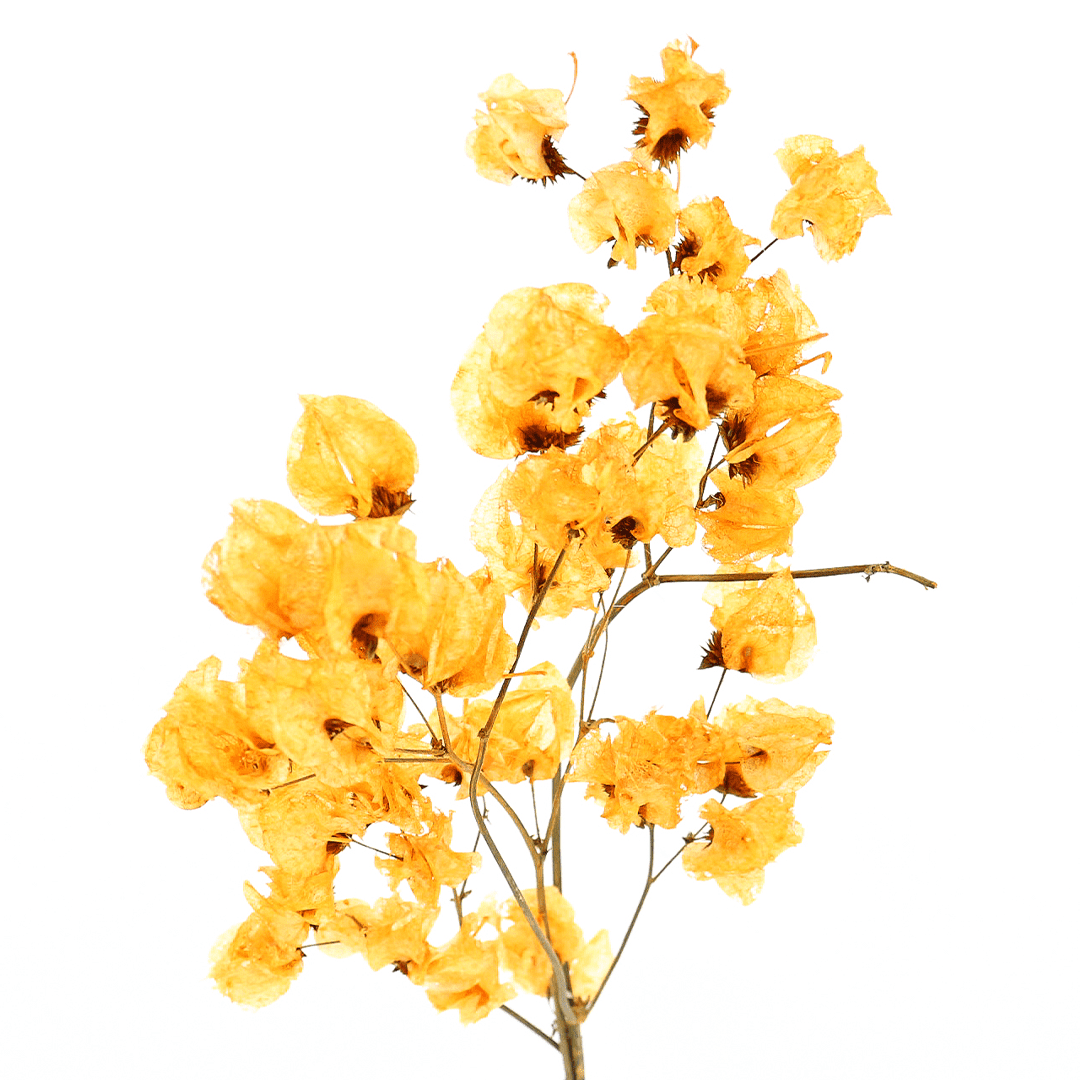 Planta Seca Bougainville Amarelo 40cm