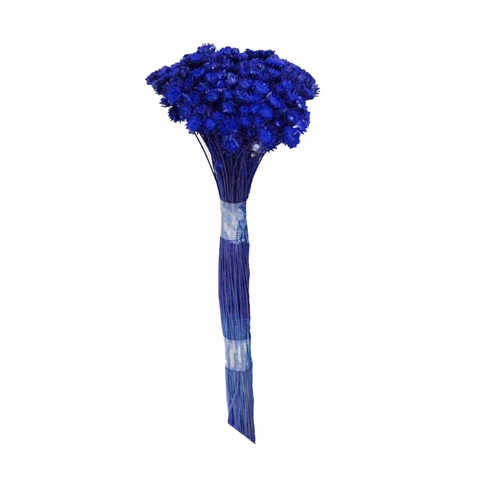 Plantas Seca Botão Margarida Desidratado Azul