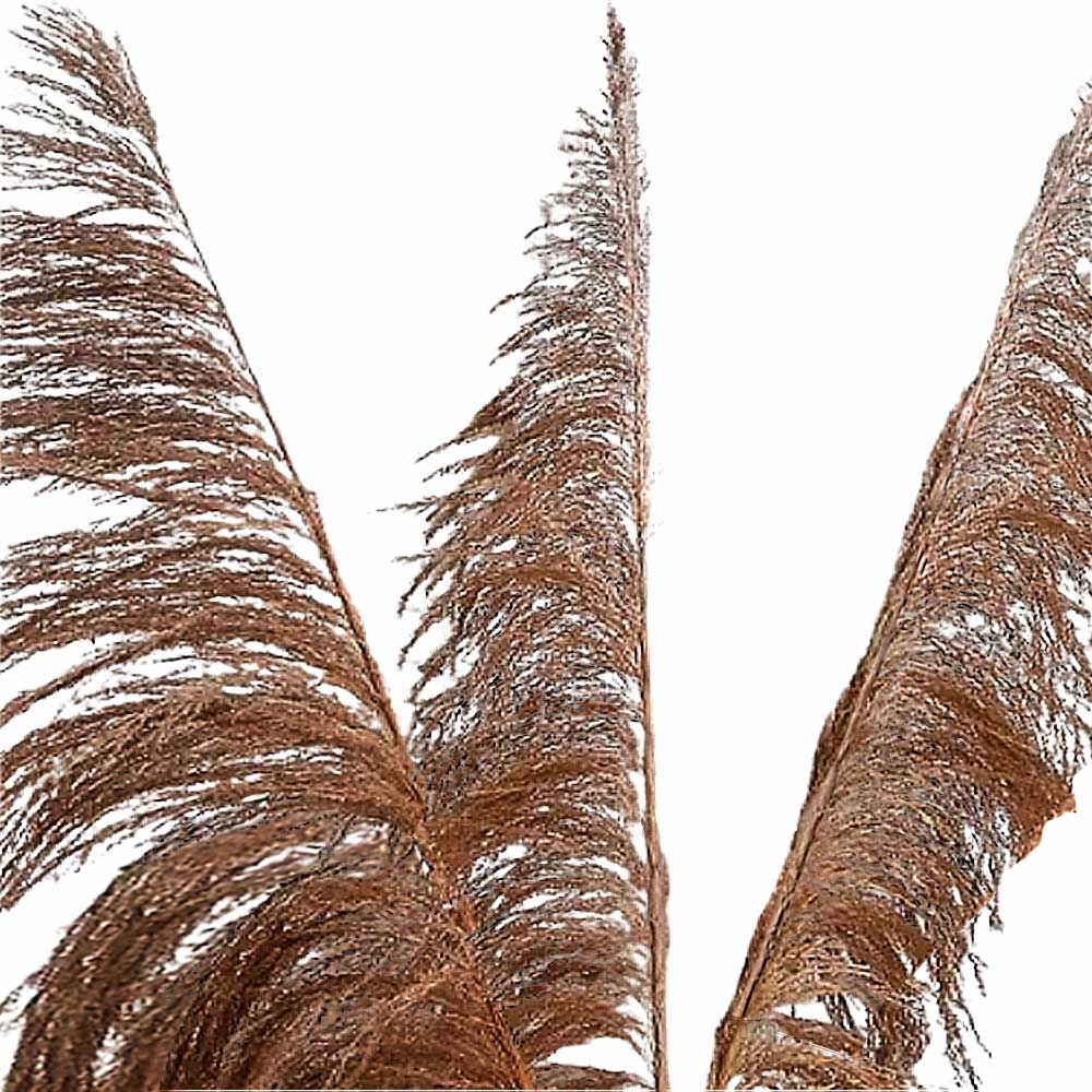 Planta Seca Capim Cana Brava 120 cm