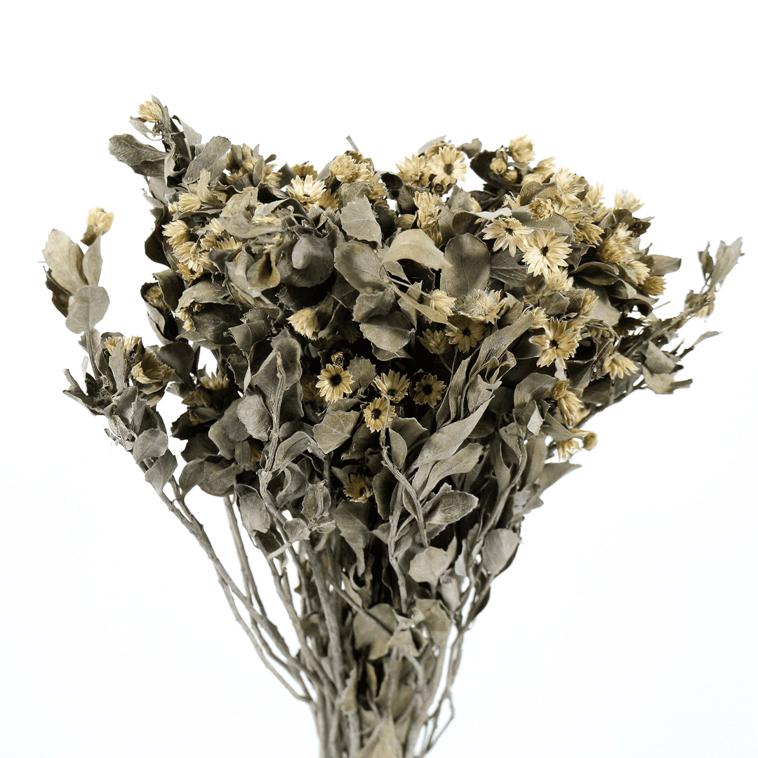 Planta Seca Alecrin Bege 50cm