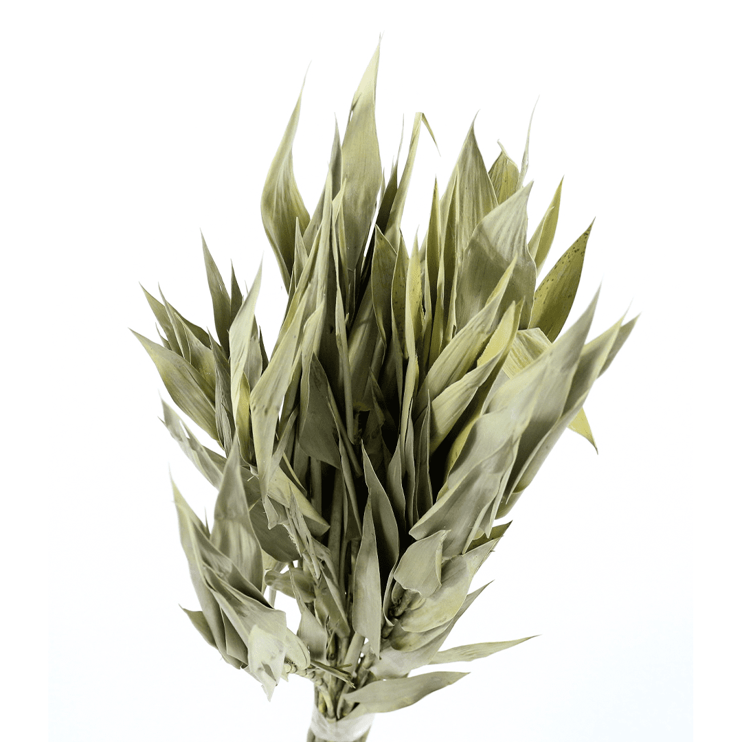 Planta Seca Capim Navalha Bege 55cm