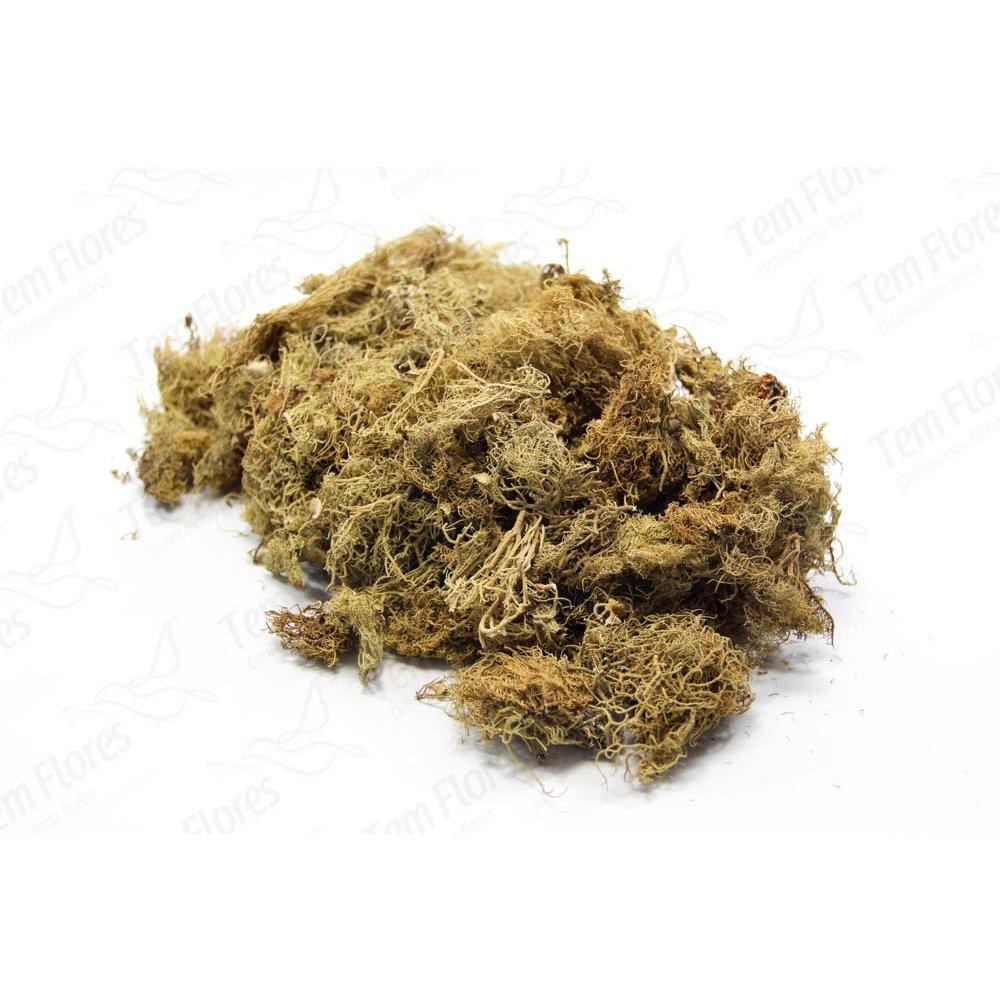 Planta Seca Musgo Buxinho Verde cm