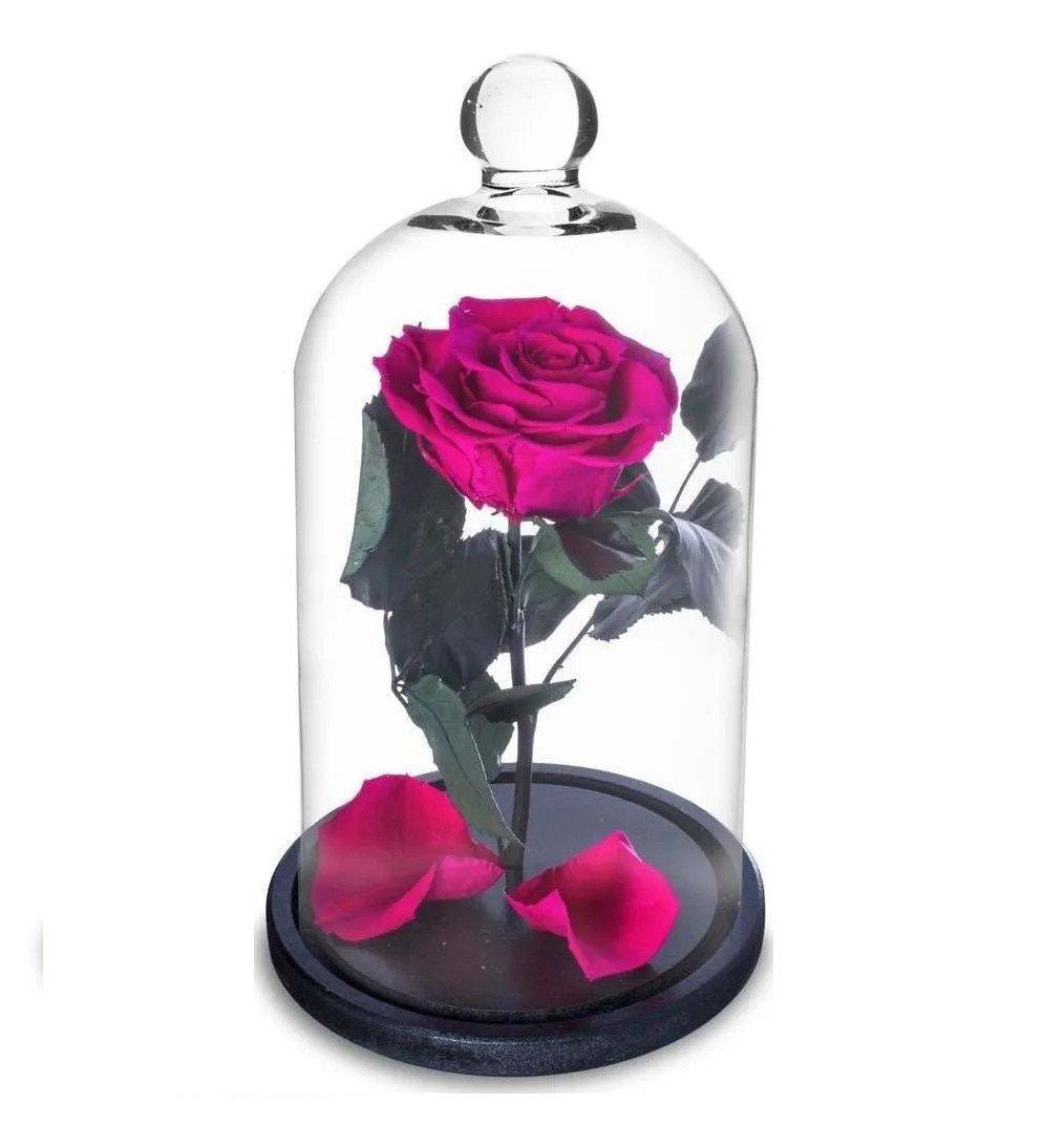 Rosa Encantada a Bela e a Fera na Cúpula de Vidro Pink